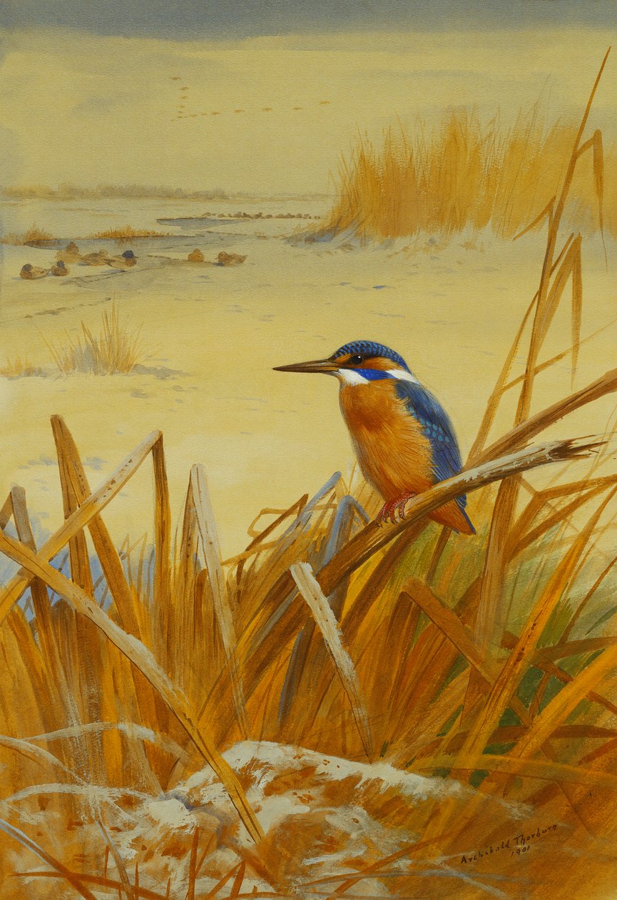 Un martin pescatore tra le canne in inverno da Archibald Thorburn