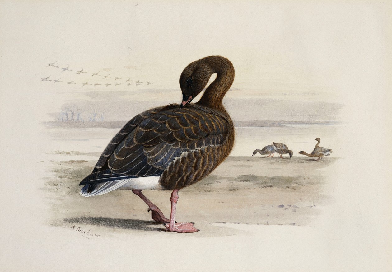 Oca zamperosa da Archibald Thorburn