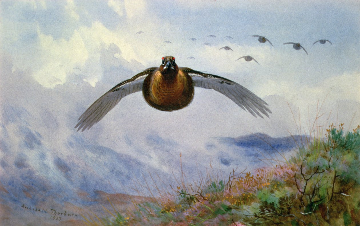 Gallo in volo da Archibald Thorburn