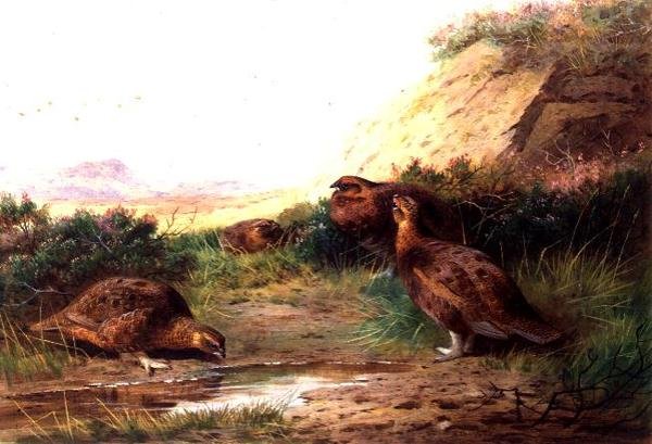 Gallo cedrone in un paesaggio da Archibald Thorburn