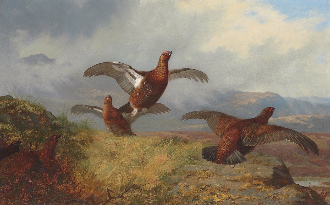 Gallo cedrone in volo da Archibald Thorburn