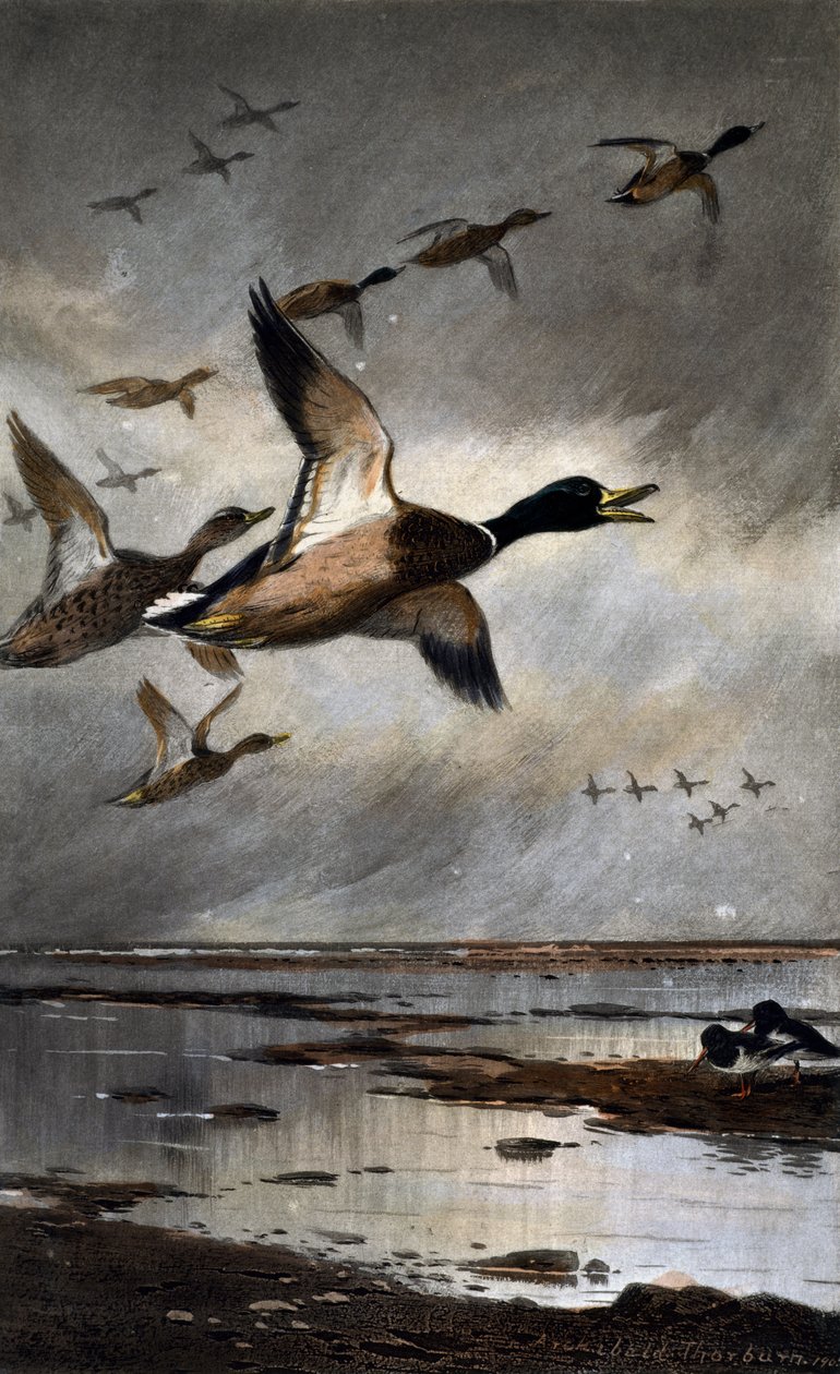 Germani in volo da Archibald Thorburn