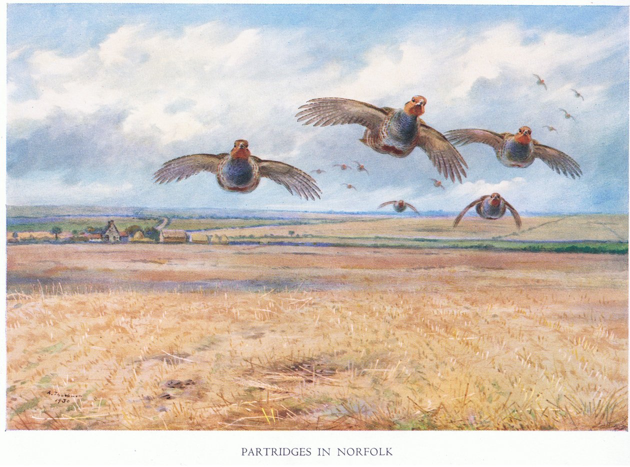 Pernici nel Norfolk da Archibald Thorburn