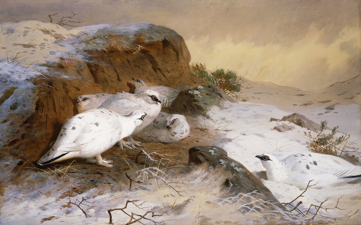 Pernice bianca nella neve da Archibald Thorburn
