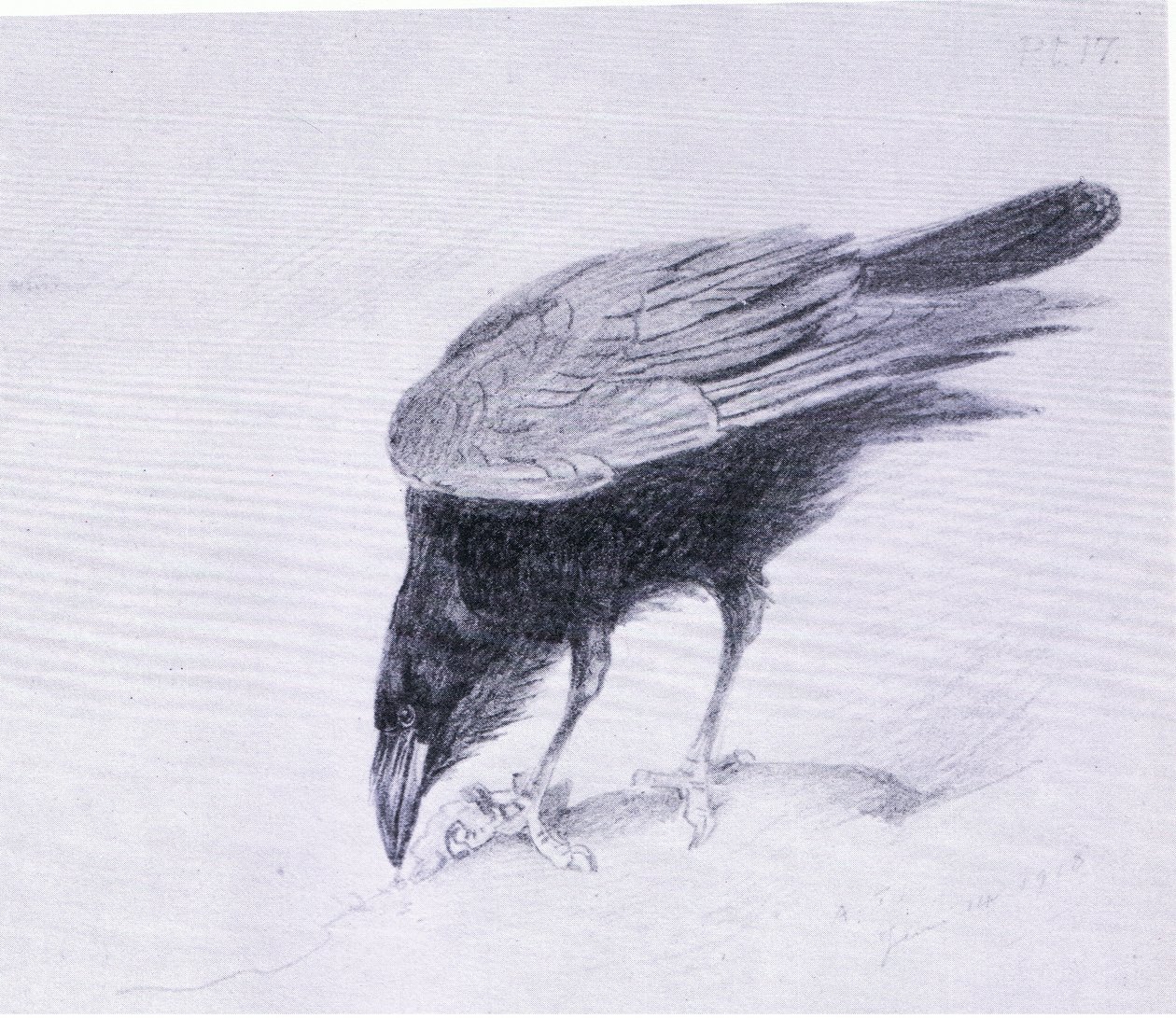 Corvo, pub. da Book Club Associates da Archibald Thorburn