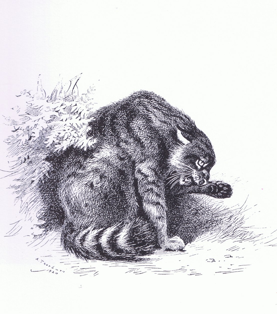 Gatto selvatico, pub. da Book Club Associates da Archibald Thorburn