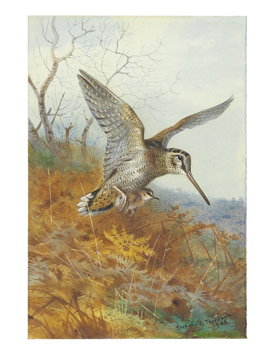 Beccaccia e giovani da Archibald Thorburn