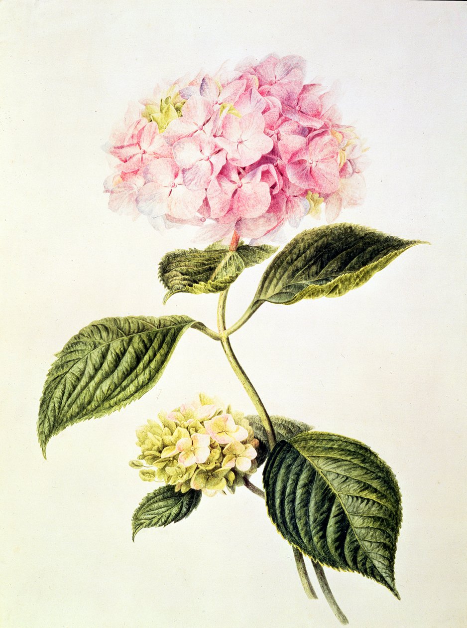 PD.64-1975 Hydrangea hortensia da Arnoldus Bloemers