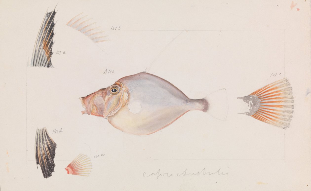 Dory Argenteo, Cyttus australis da Arthur Bartholomew