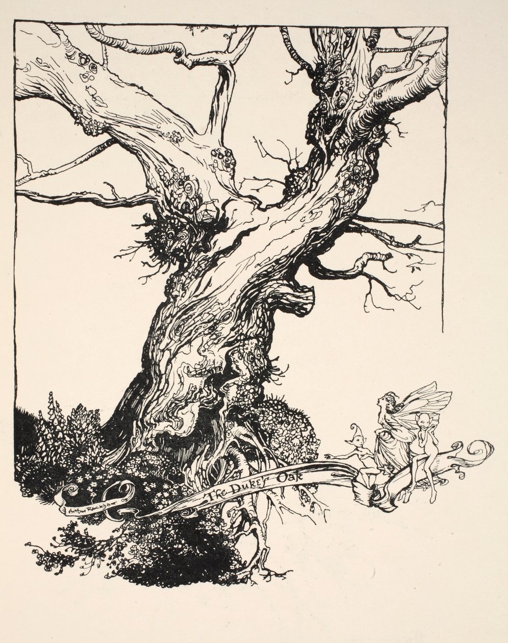 La quercia del duca, illustrazione da 