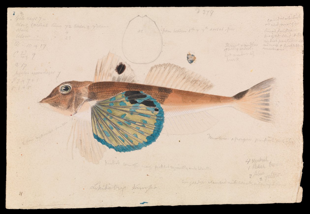 Pesce Farfalla, Lepidotrigla vanessa da Arthur Bartholomew