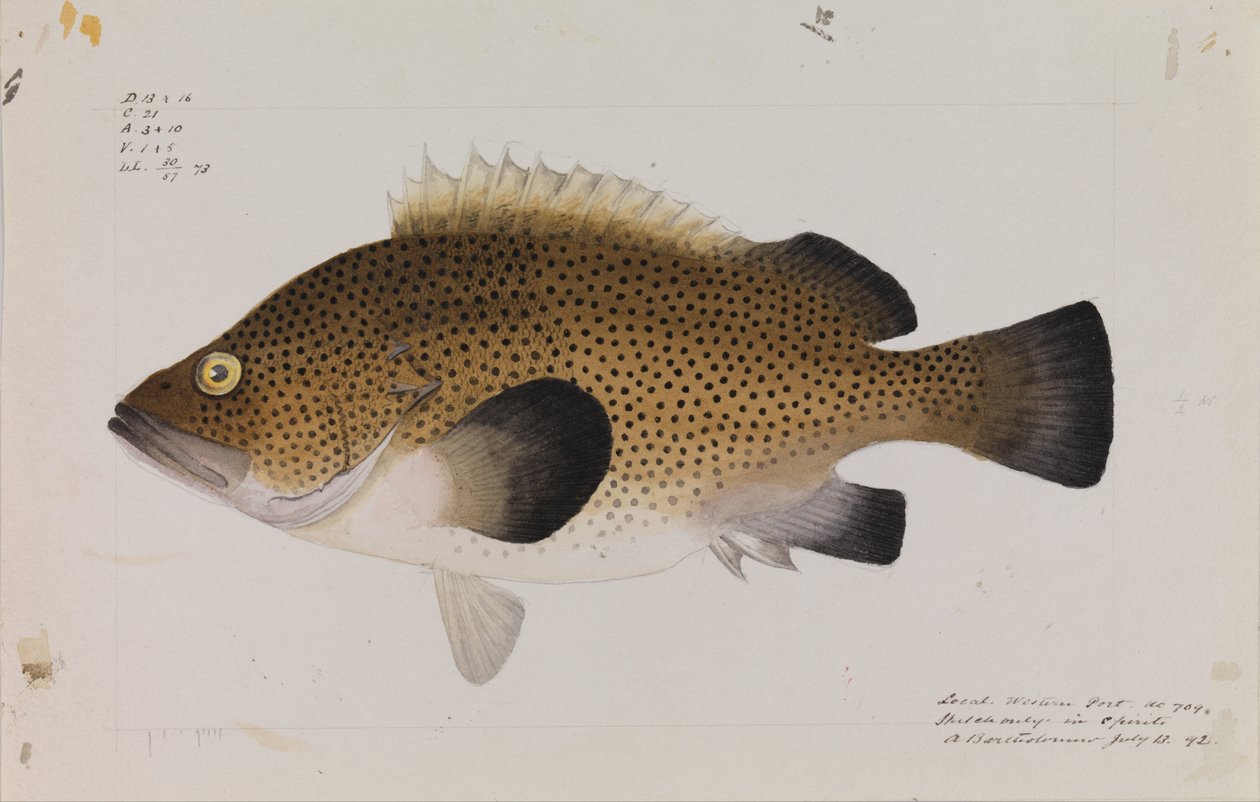 Wirra orientale, Acanthistius ocellatus da Arthur Bartholomew