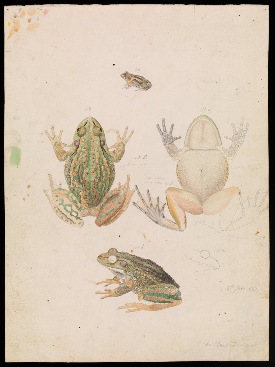 Rana Gracidante, Litoria raniformis da Arthur Bartholomew