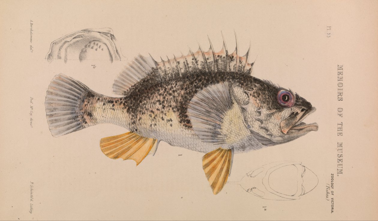 Pesce Oceanico, Helicolenus percoides da Arthur Bartholomew