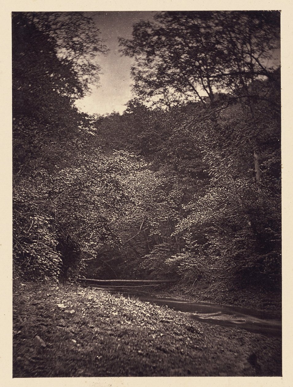 [scena della foresta] da Arthur Brown