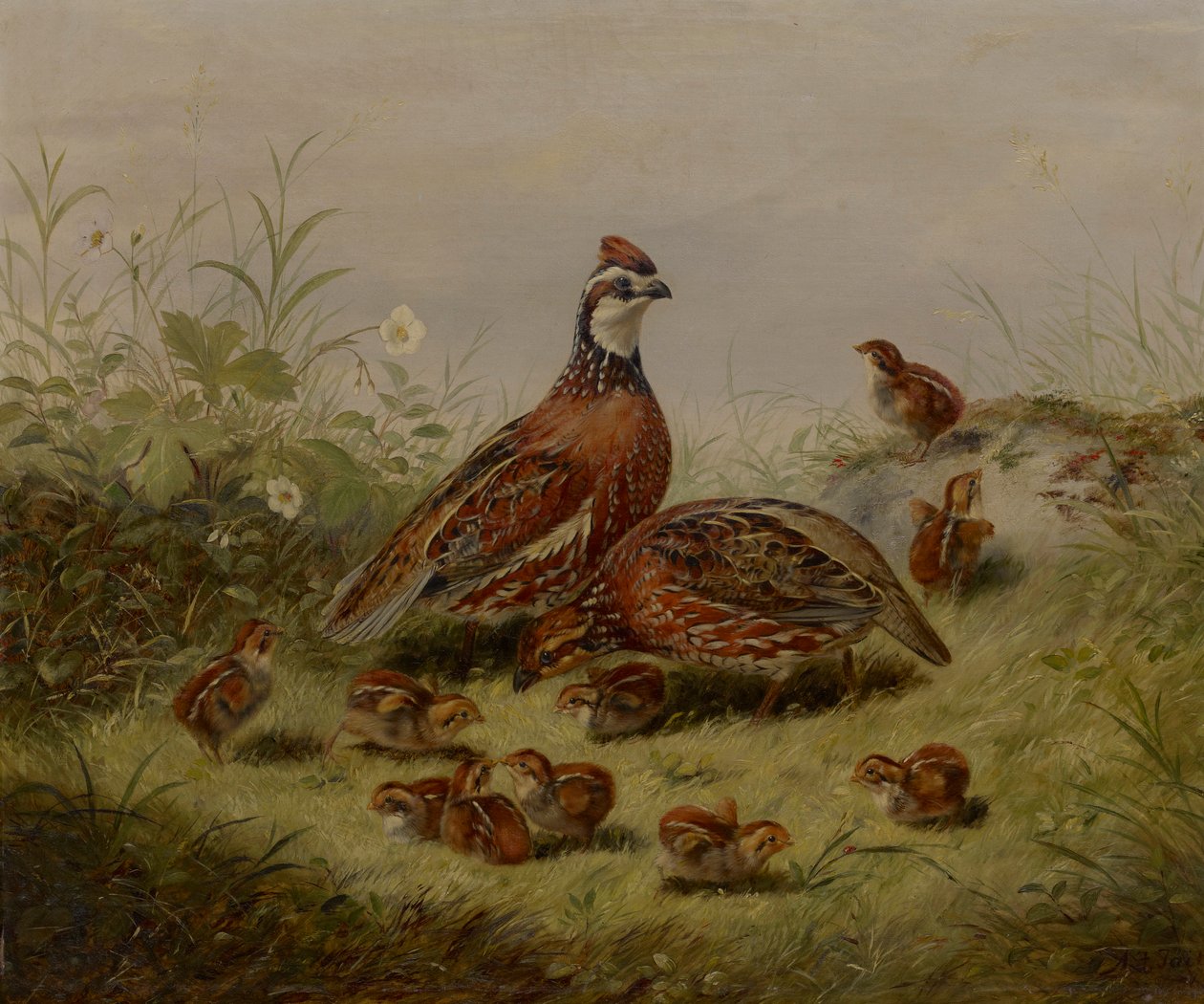 Quaglia e giovani da Arthur Fitzwilliam Tait