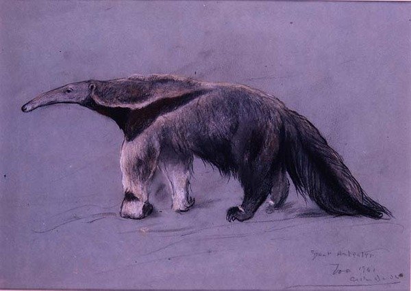Grande Formichiere da Arthur Wardle