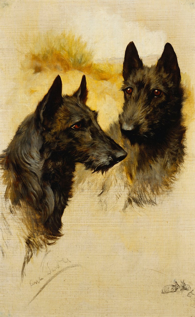 Due Terrier Scozzesi da Arthur Wardle