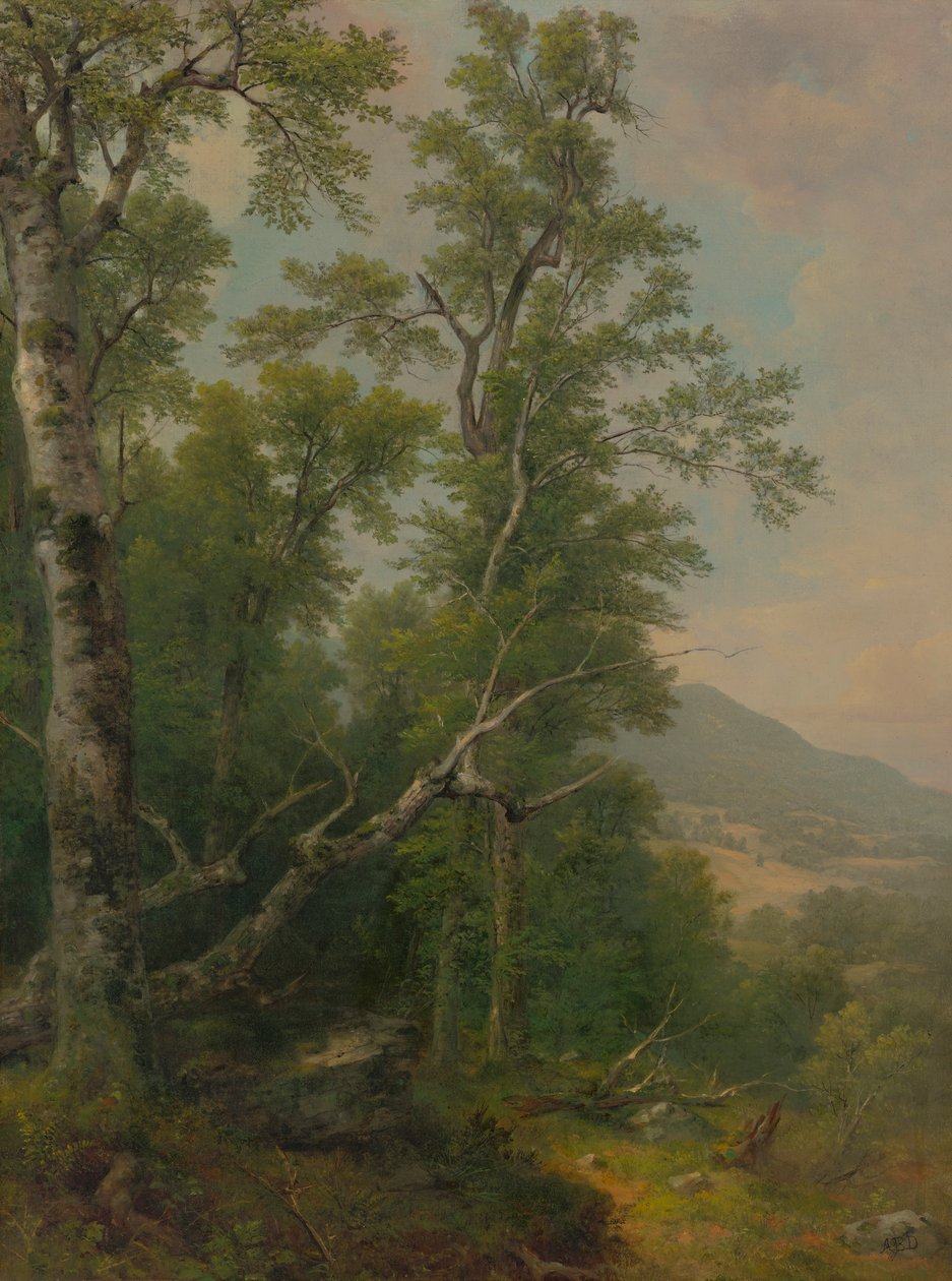 Studio di alberi da Asher Brown Durand