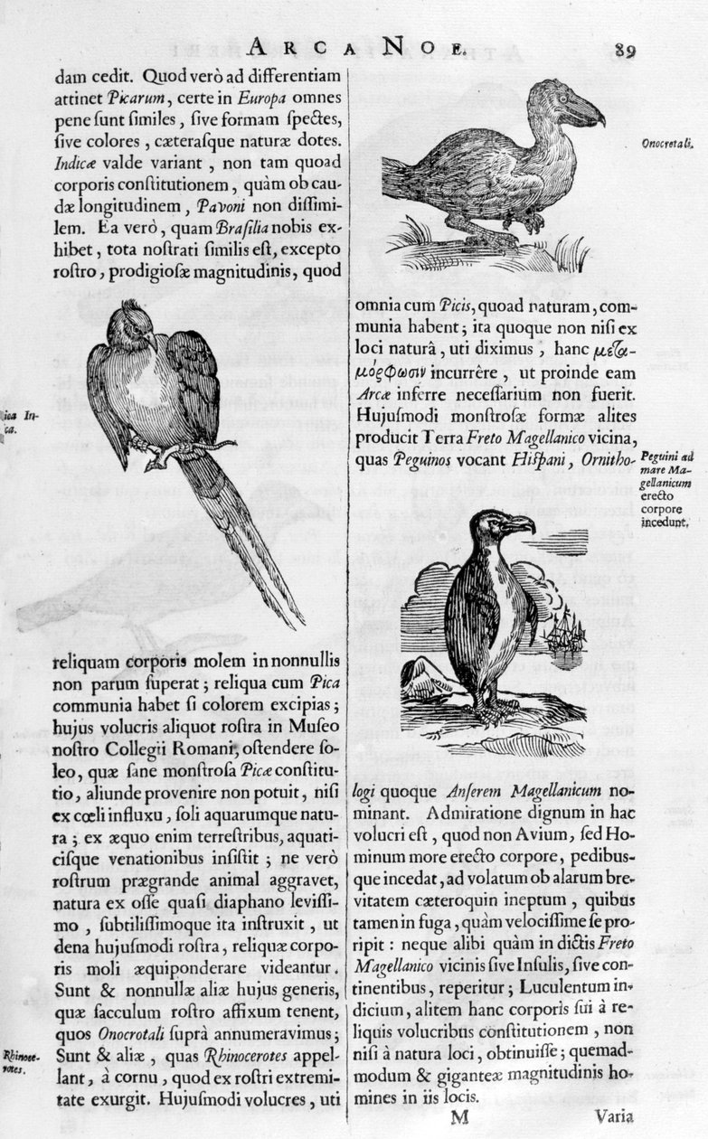Uccelli, 1675 da Athanasius Kircher