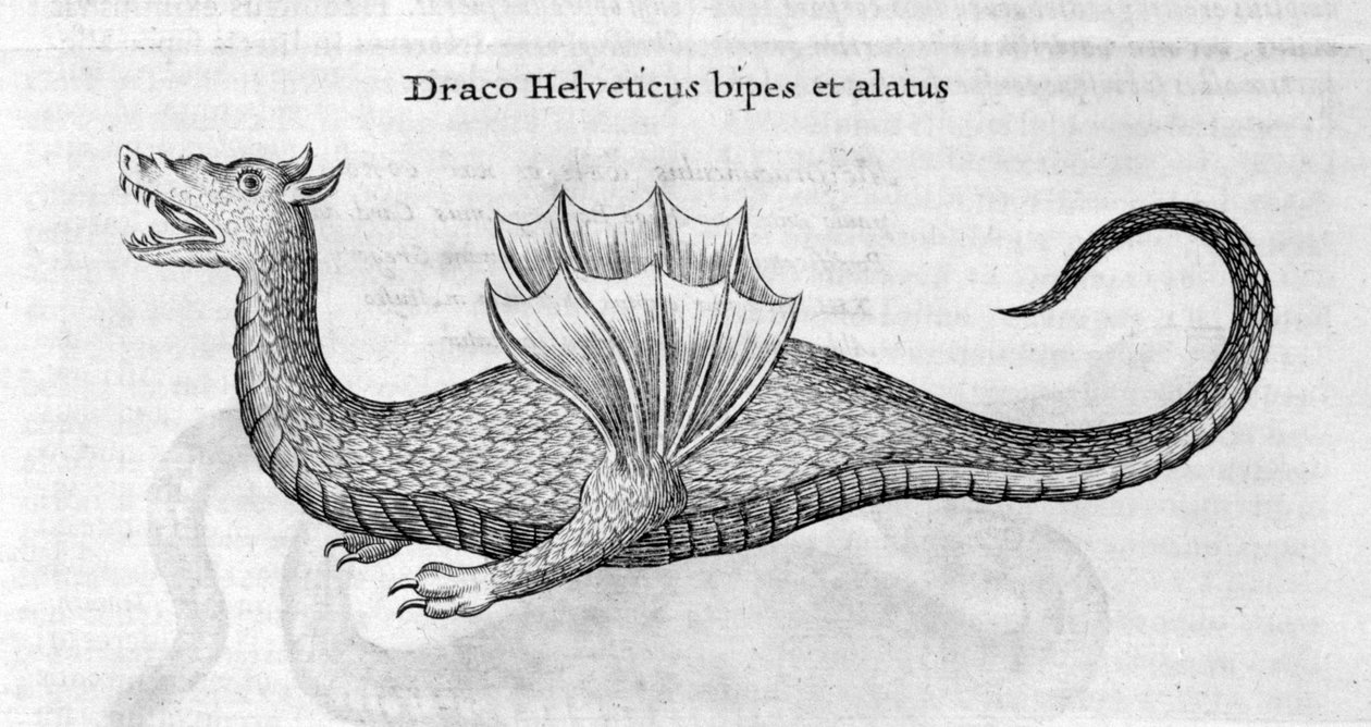 Drago, 1678 da Athanasius Kircher