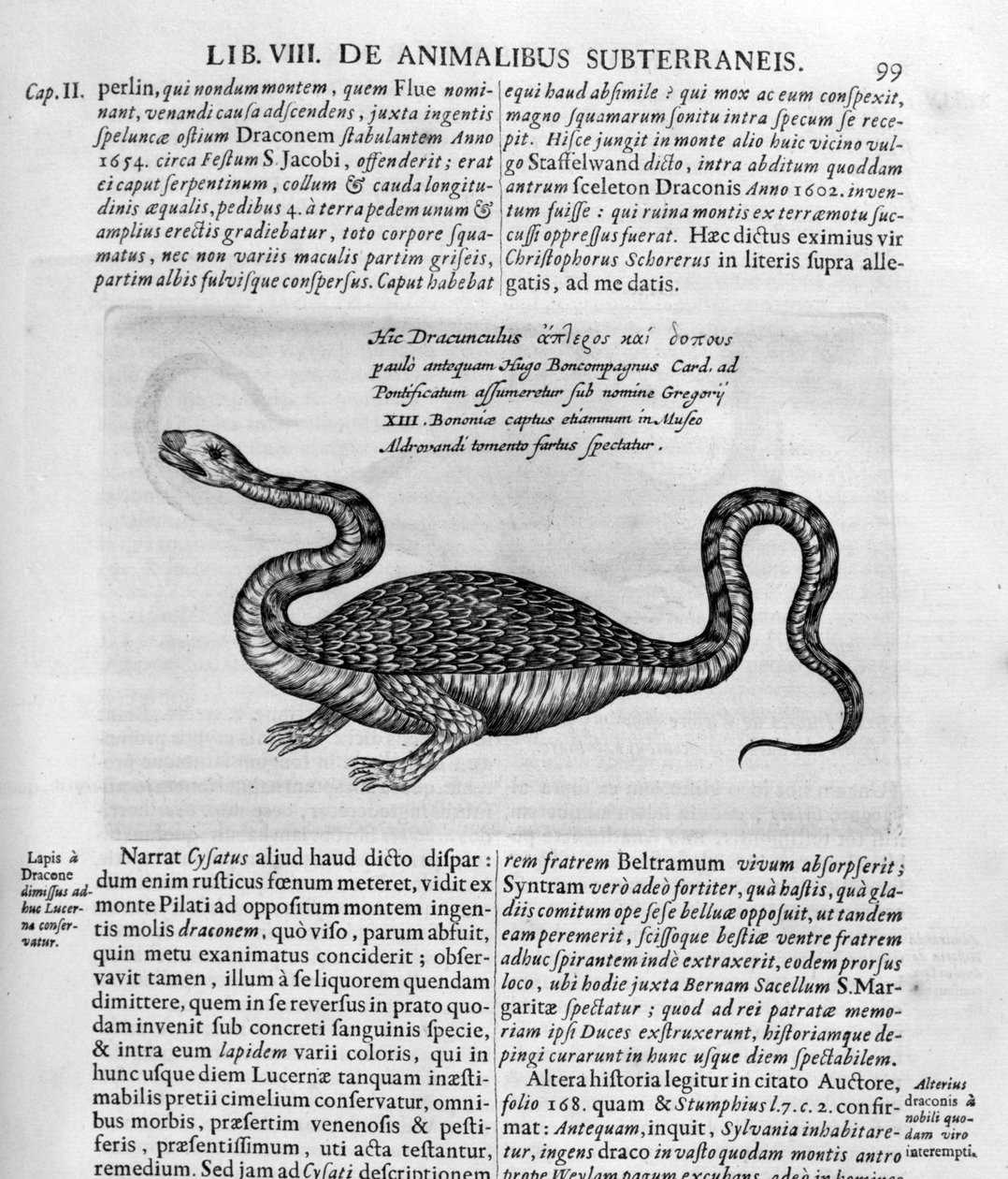 Piccolo drago, 1678 da Athanasius Kircher