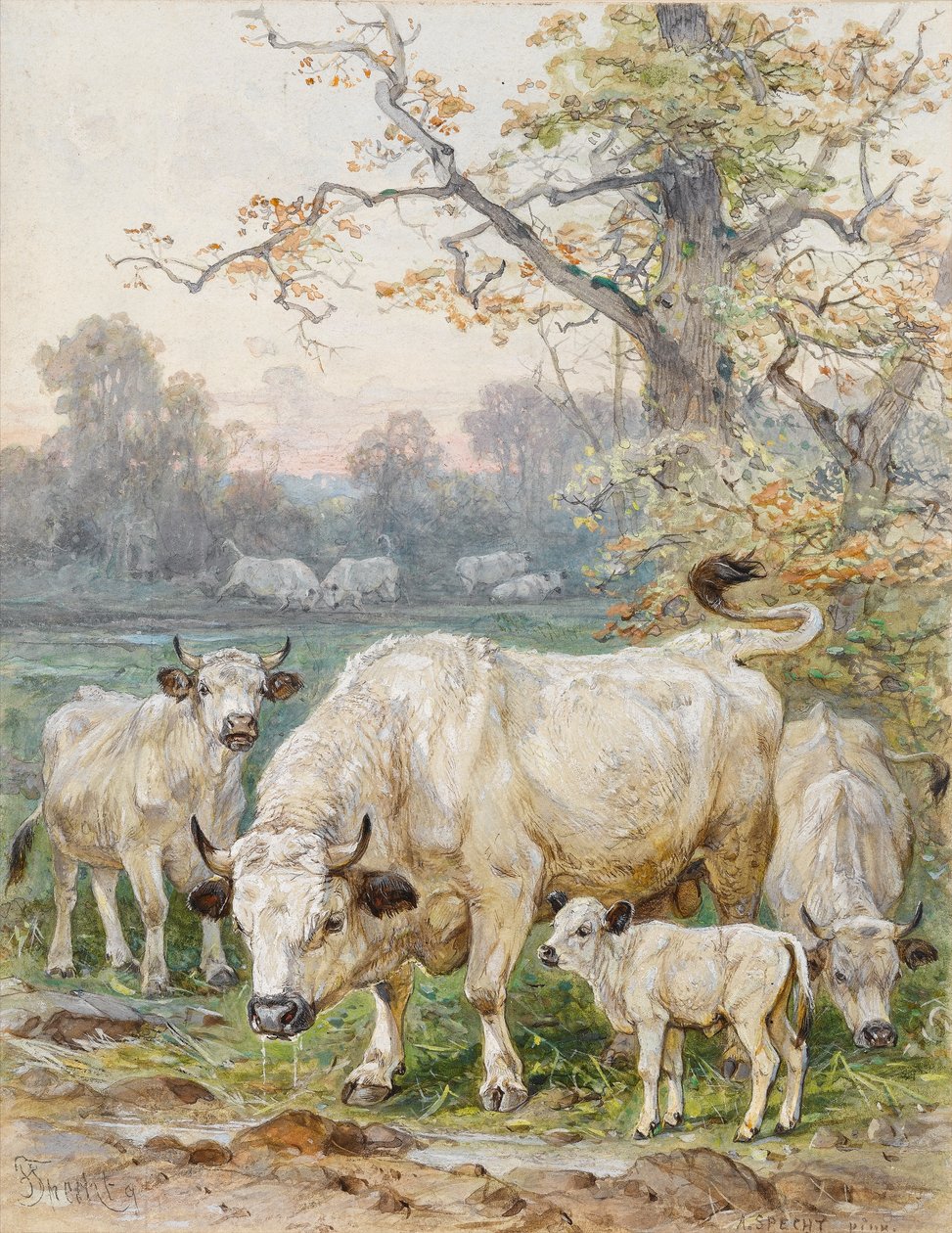 Bovini nel parco da August Specht