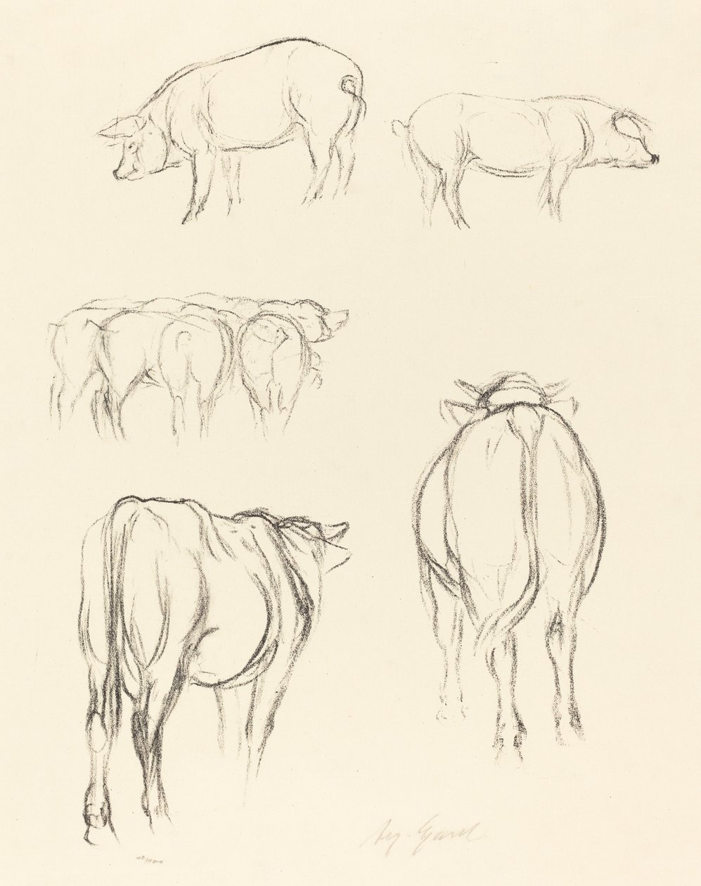 Schizzi di animali da August Gaul