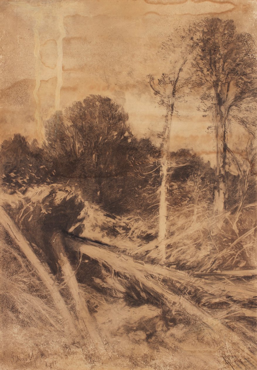 Studio di albero da August Schaeffer von Wienwald