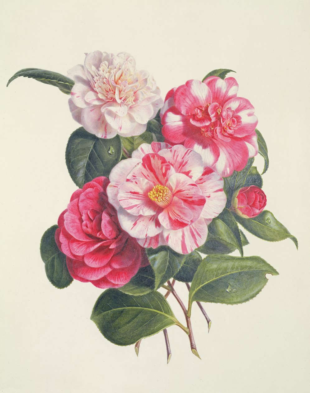Camelie, c.1840 da Augusta Innes Withers