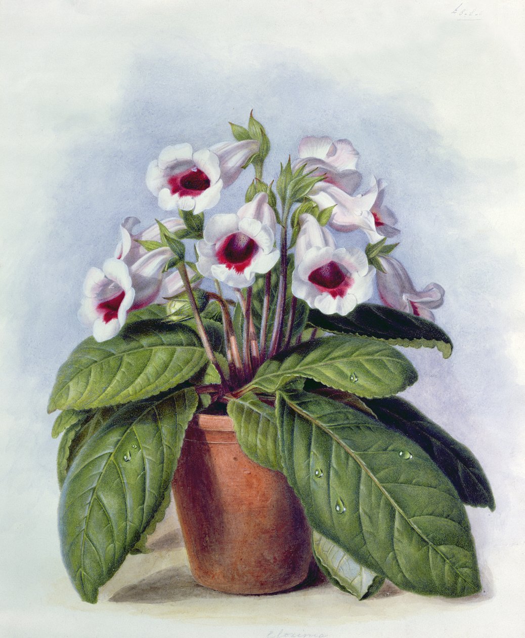 Gloxinia in un vaso, c.1860 da Augusta Innes Withers