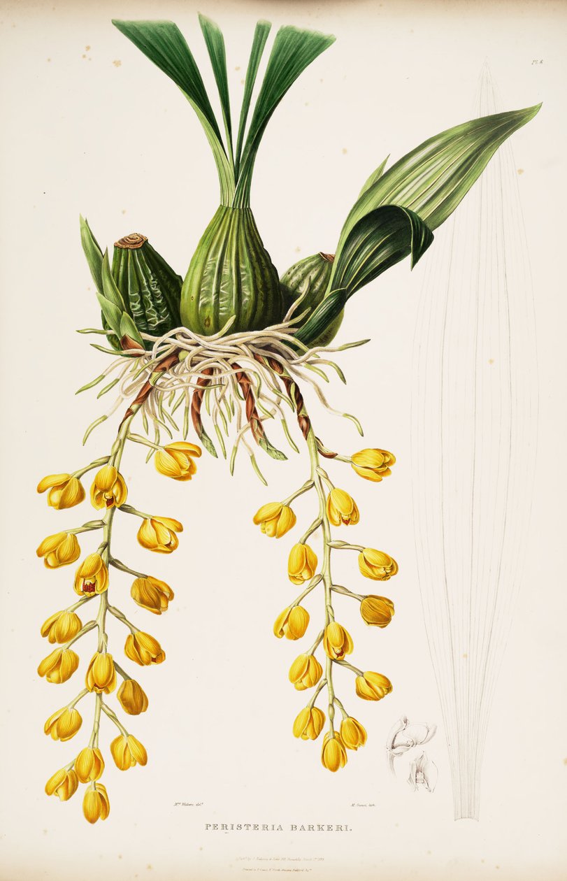 Illustrazione di Acineta barkeri (come sin. Peristeria barkeri) da Augusta Innes Withers