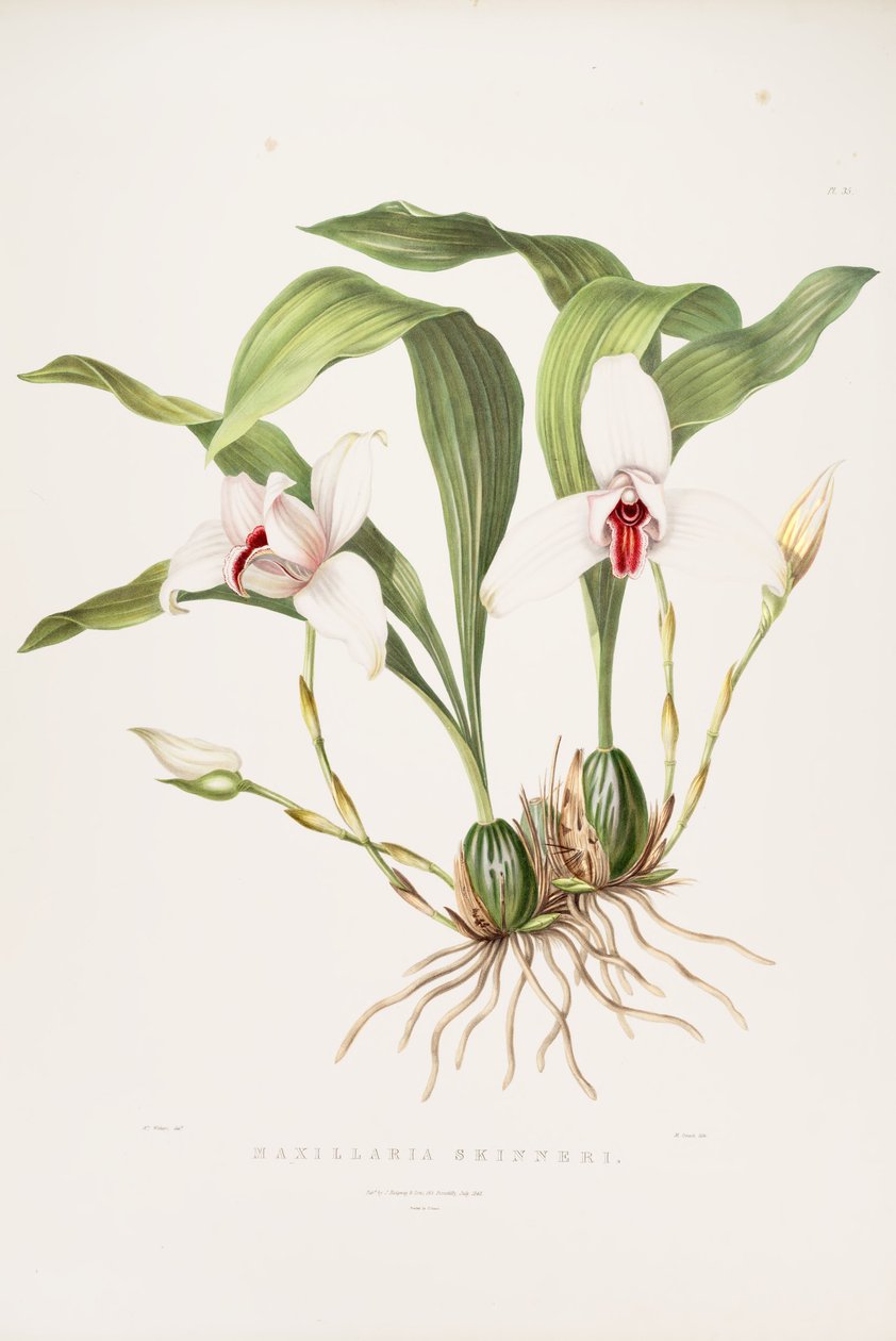 Illustrazione di Lycaste skinneri (come sin. Maxillaria skinneri) da Augusta Innes Withers