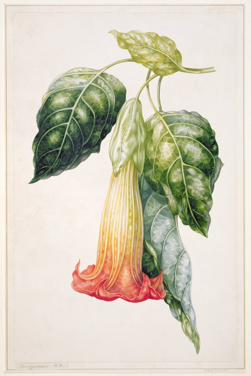 Fiore di Datura dall