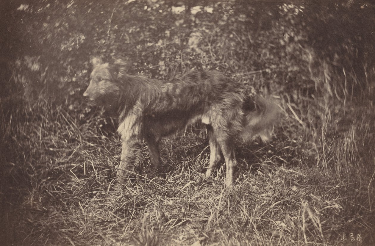 Studio di un Cane, fine 1870s da Auguste Giraudon