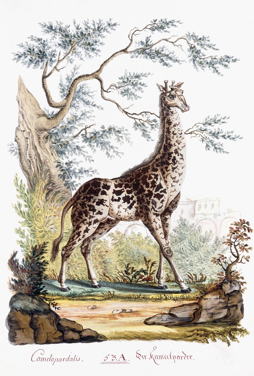 Giraffa, 1794 da Austrian School