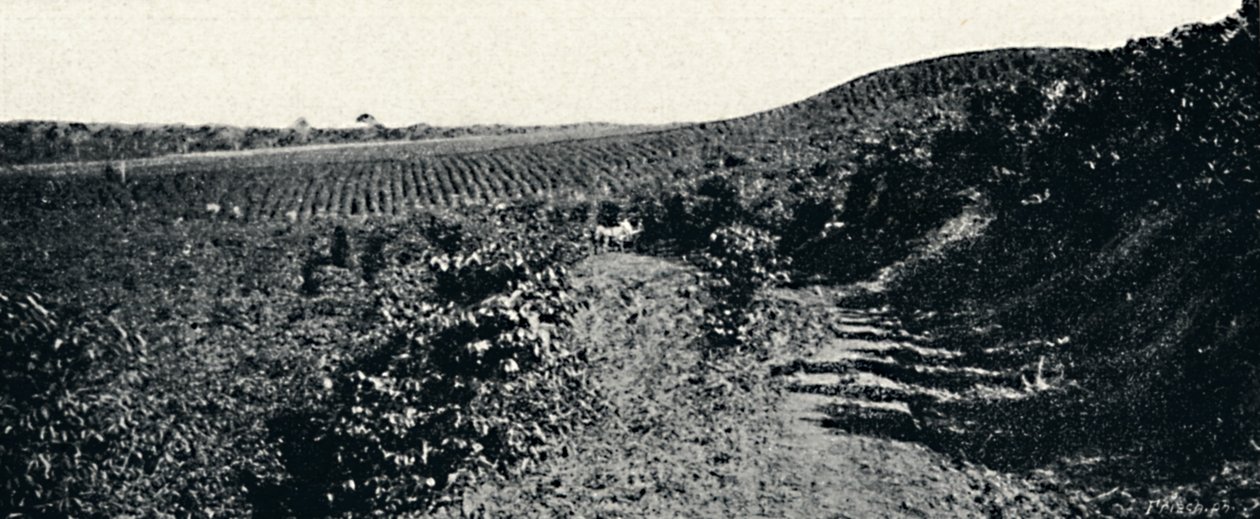 Cafezal, 1895 da Axel Frick