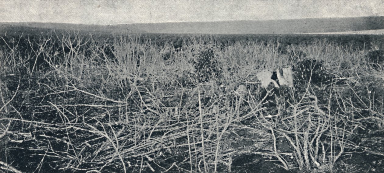Piantagione di Manioca, 1895 da Axel Frick