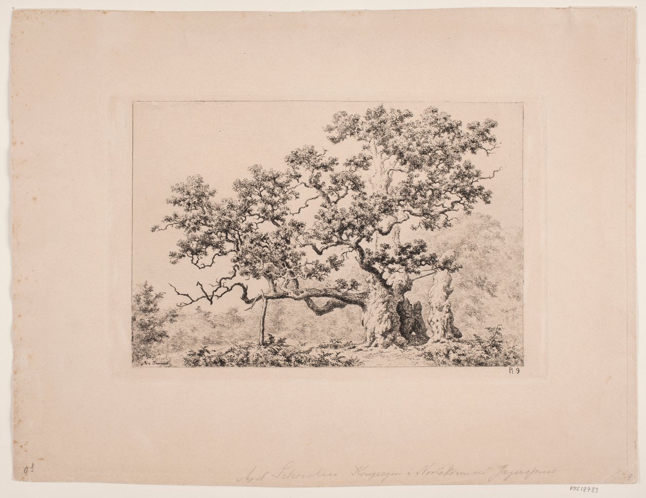 La quercia reale da Axel Schovelin