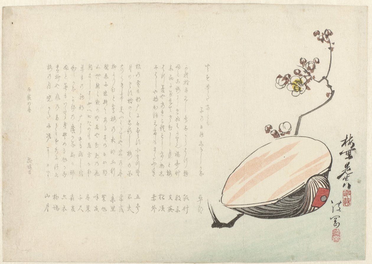 Conchiglia da Ayaoka Yûshin