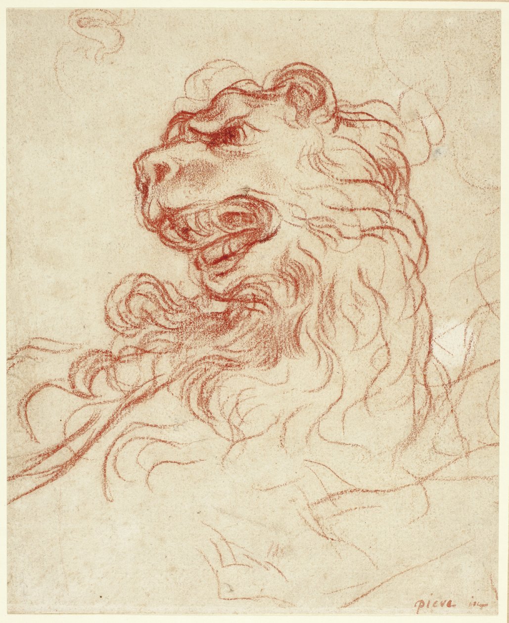 Studio della testa di un leone da Baldassare Franceschini