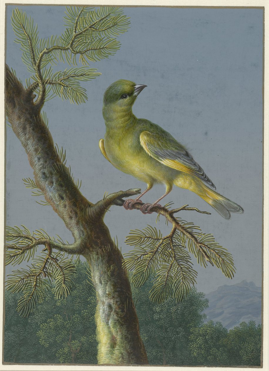 Verdone (serie di quattro gouache di uccelli) da Barbara Regina Dietzsch