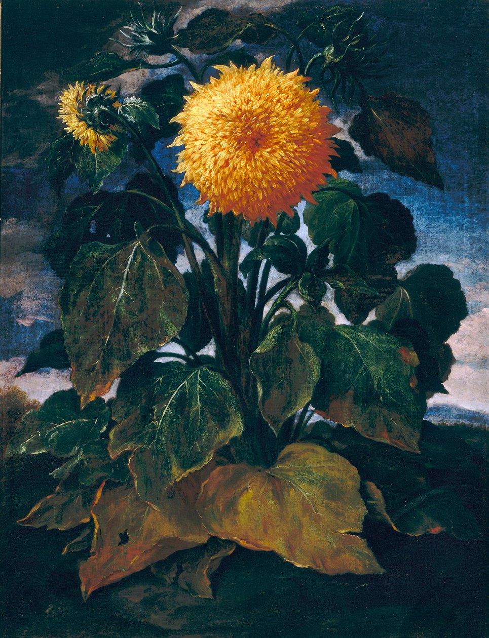Doppio girasole da Bartolomeo Bimbi