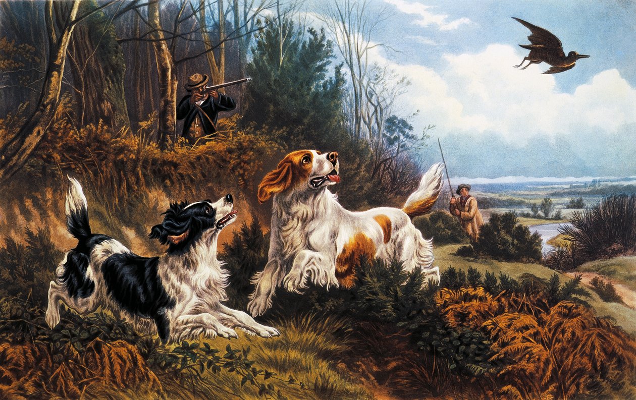 Caccia alla beccaccia da Basil Bradley