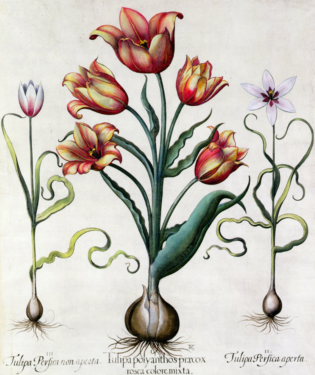 Tulipa Perfica non aperta, Tulipa Polyanthos Pracox, Tulipa Perfica aperta inciso dalla Scuola Tedesca del XVII secolo da Basilius Besler
