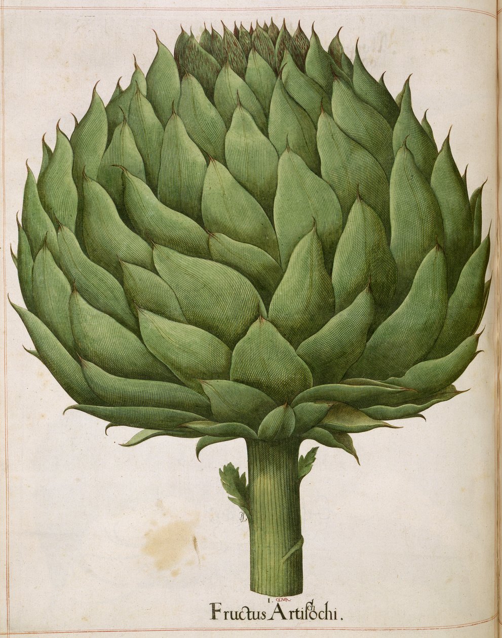 Carciofo, da 