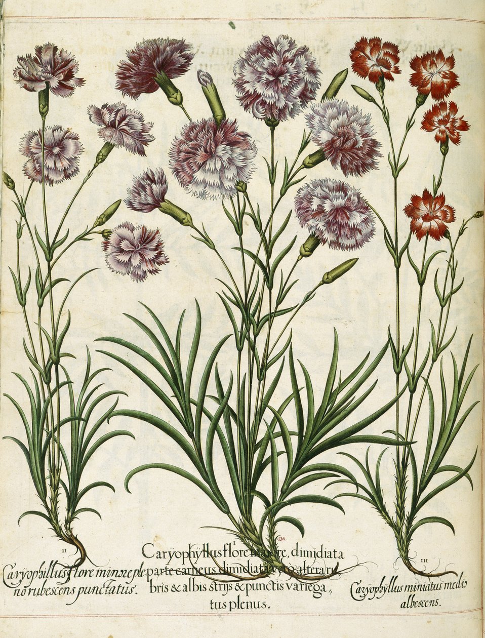 Caryophyllus, da 