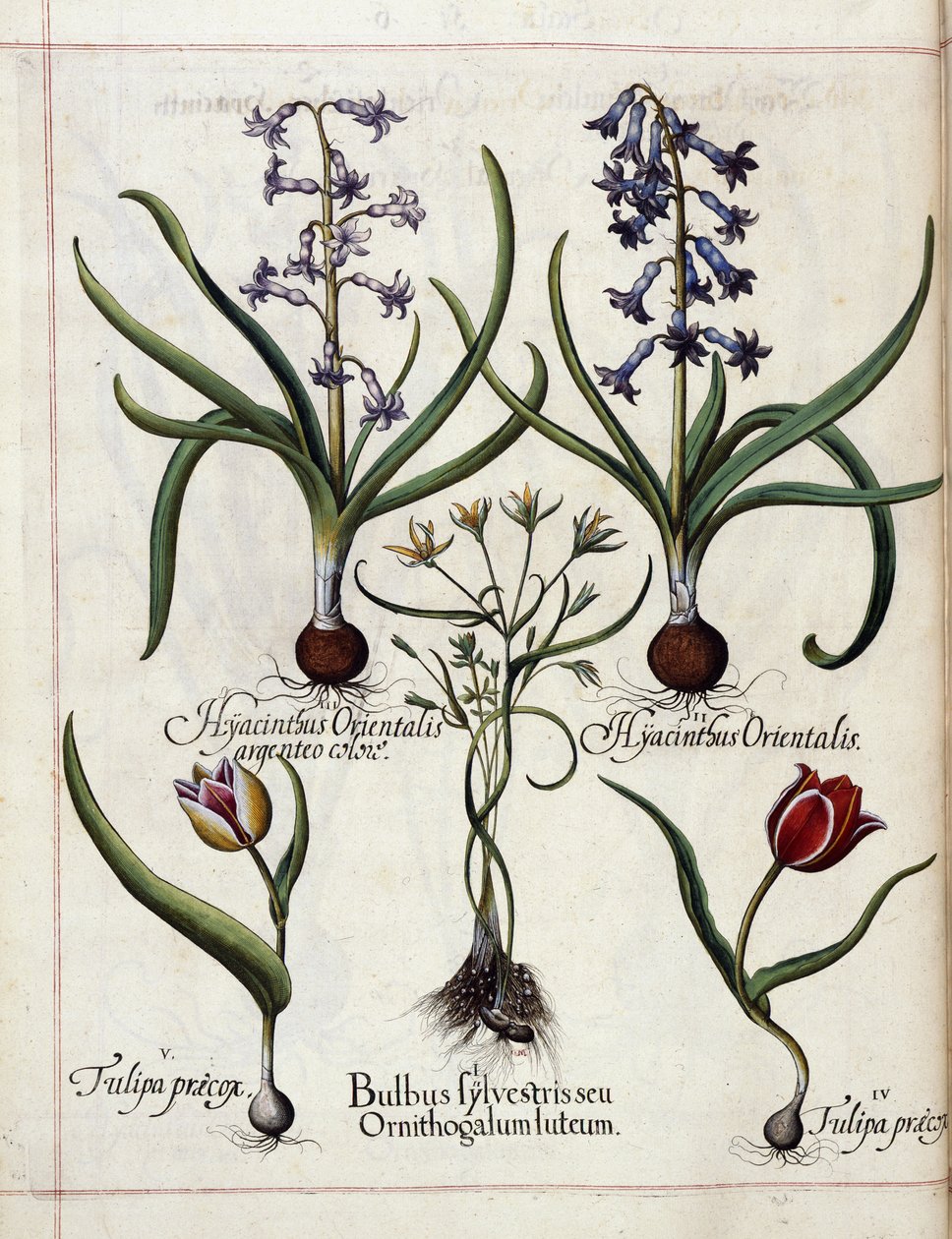 Giacinto e tulipano, da 