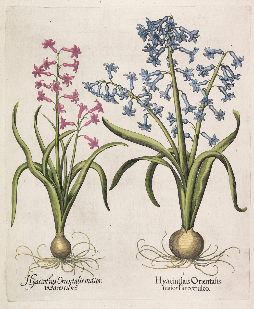 Hyacinthus orientalis, 1613 da Basilius Besler