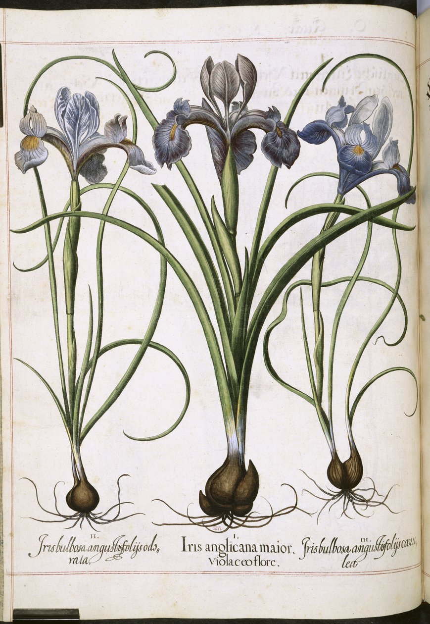 Iris, da 
